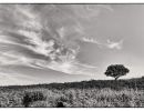 bushwillow