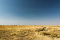 landscapes grassland 20210801